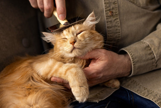 🐾 Cat Grooming Tips: Brushing, Nail Clipping & Bathing Made Easy