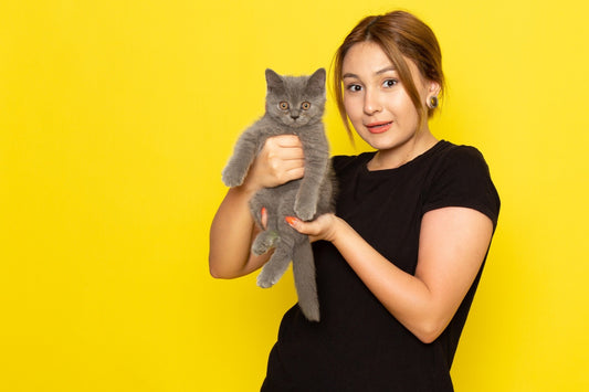 🐱 How to Introduce a New Cat to Your Home: Step-by-Step Guide