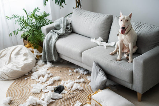 🐶 How to Stop Dogs from Chewing Furniture: Proven Tips & Tricks