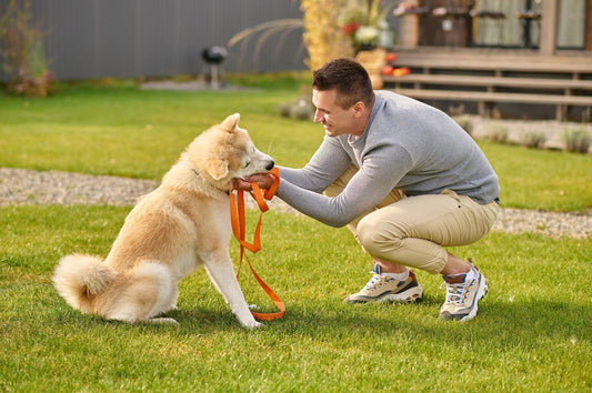 🐶 Best Ways to Potty Train Your Puppy at Home